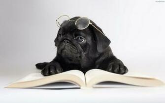 Cute Pug Dog Wallpaper Background HD All Puppies Pictures And