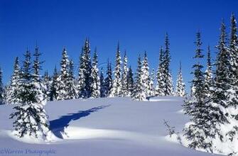 Wp01920 Fresh Snow And Subalpine Firs Abies Lasiocarpa British