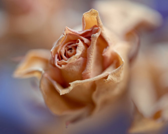 Aesthetic Rose Wallpaper