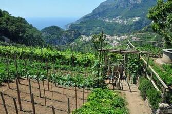 Vineyards And Countryside Of Ravello On The Amalfi Coast