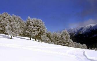Widescreen Winter Snow Scenes Dreamy Wallpaper High