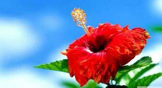 Hibiscus Flowers Wallpaper Magazine