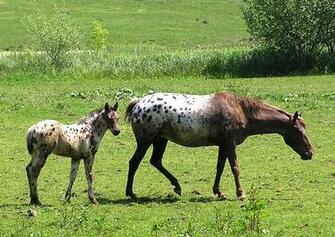 File Baby Appaloosa Jpg Wikipedia The Encyclopedia