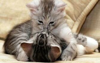 Love Wallpaper Cat