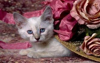Fiza Wallpaper Beautiful Cat
