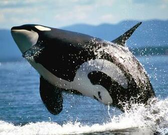 Killer Whales Wallpaper Animals Library
