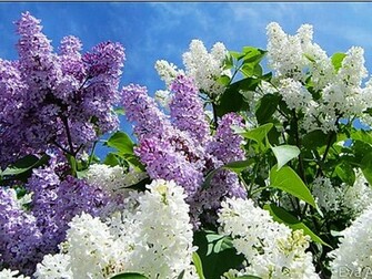 Spring Scenes Wallpaper