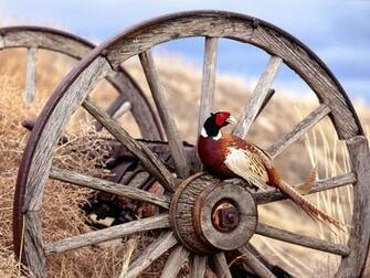 Birds Wallpaper Ring Necked Pheasant