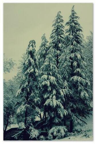 Winter Snow Trees Pine Wallpaper