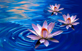 Lotus Wallpaper