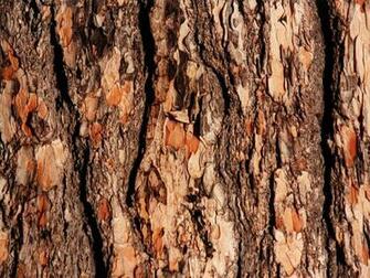 Wallpaper Tree Bark