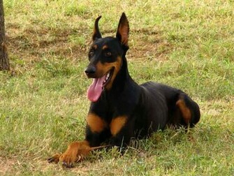 Doberman Pinscher Wallpaper X HD