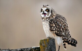 Owl Wallpaper