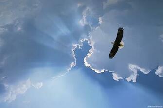 Best Soaring Wallpaper