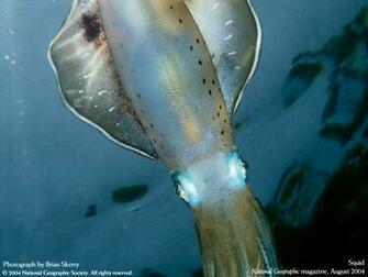 Squid Wallpaper