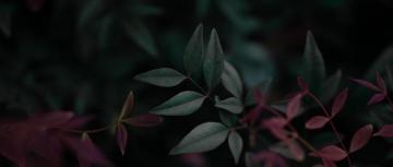 Plants Leaves Ultrawide Wide Screen 5k Wallpaper HDwallpaper