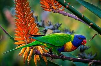 Rainbow Lorikeet HD Wallpaper Background Image