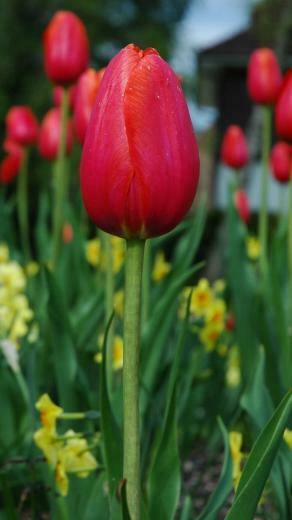 Lg G4 HD Spring Tulip Flower Wallpaper