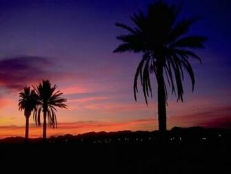 Semi Tropical Sunset Arizona Wallpaper
