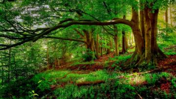 Forest Trees Nature Landscape Tree Wallpaper HD Desktop And