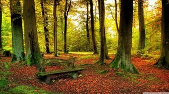 Beautiful Forest Wallpaper HD