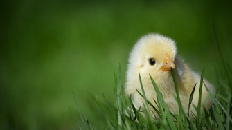 Chicken Wallpaper