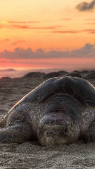 Sea Turtle iPhone Wallpaper