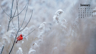 January Wallpaper Best Desktop Phone Background World Of