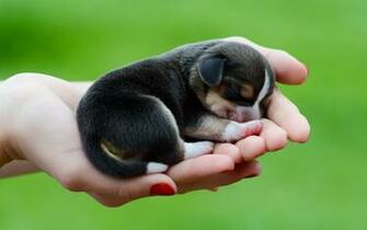 Tiny Puppy Beagle Wallpaper And Image