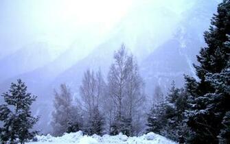 Winter Forest Landscape Jpg