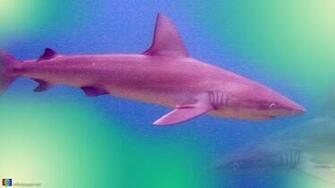 Live Shark Wallpaper Desktop