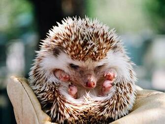 Desktop Background Animal Life All Animals Hedgehog