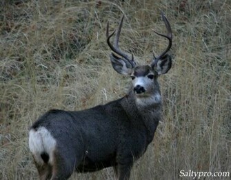 Mule Deer Wallpaper High Definition