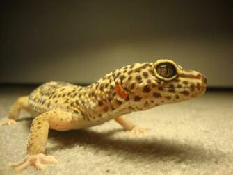 Beautiful Reptiles Wallpaper Sa