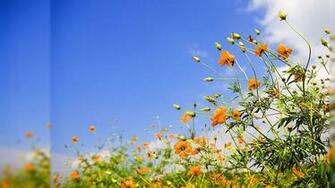 Spring Gallery Wallpaper HD