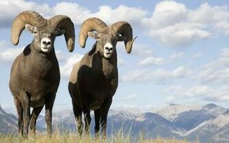 Bighorn Sheep Computer Wallpaper Desktop Background