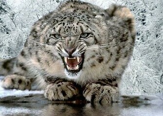 Wallpaper Mac Os X Snow Leopard Planetaazul Webs
