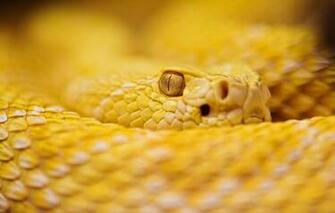 Wallpaper Snake Albino Rattle Image For Desktop Section