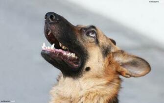 German Shepherd Puppies Wallpaper HD Widescreen