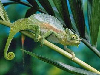 Colorful Chameleon Wallpaper HD Tapandaola111