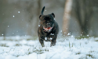 Beauty Of A Black Pitbull Wallpaper