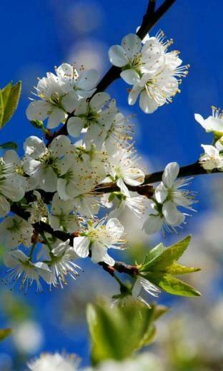 Spring Wallpaper Screensaver Pre Id