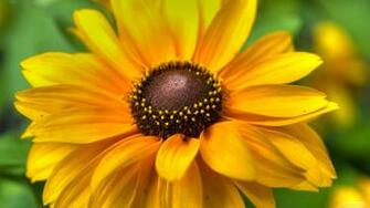 Full HD Flower Wallpaper