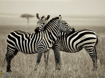 Zebra Wallpaper Computer Beautiful Desktop