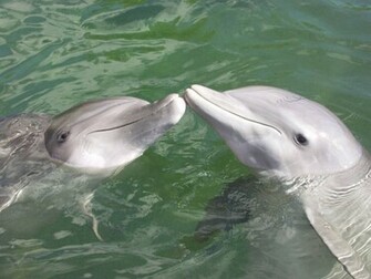 Dolphin Wallpaper Screensavers Pictures Videos And Site Seeing