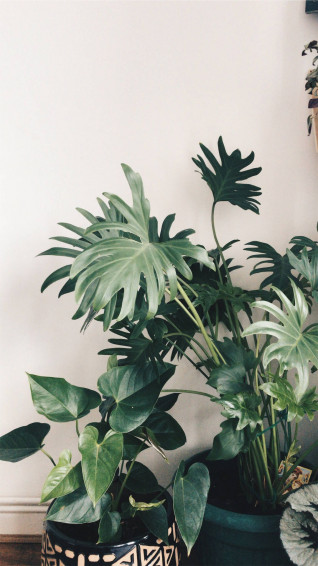 Plant iPhone Wallpaper