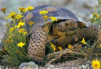 Tortoise Rainforest Animals HD Wallpaper