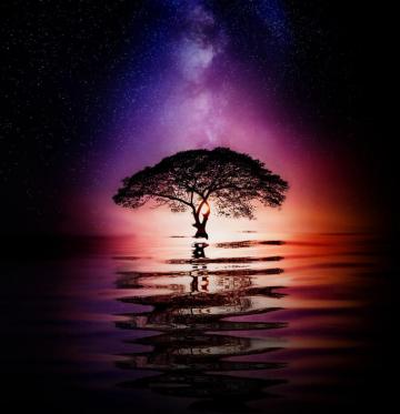 Magic Tree Huawei P20 Pro Stock Wallpaper