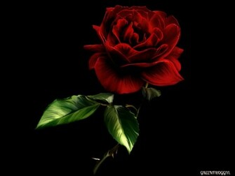 Red Rose On Black Computer Wallpaper Desktop Background