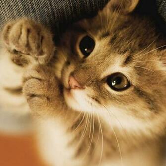 Animal iPad Wallpaper Background HD